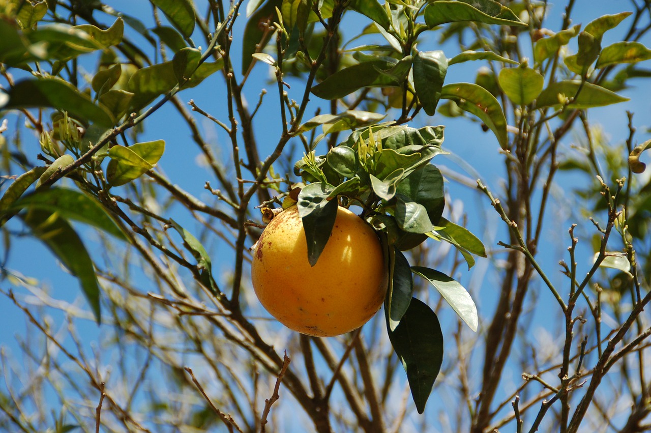 Pampelmuse - Grapefruit